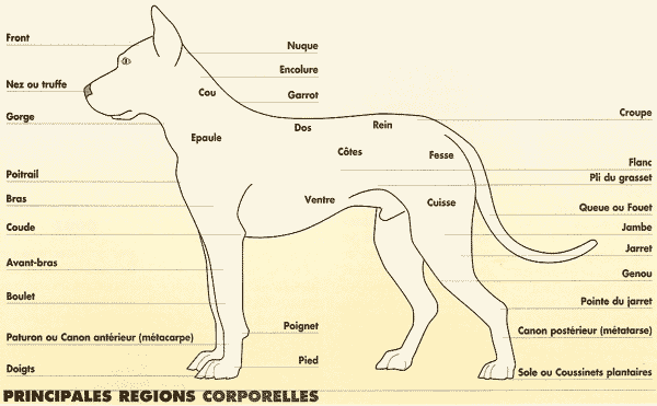 anatomie du chien
